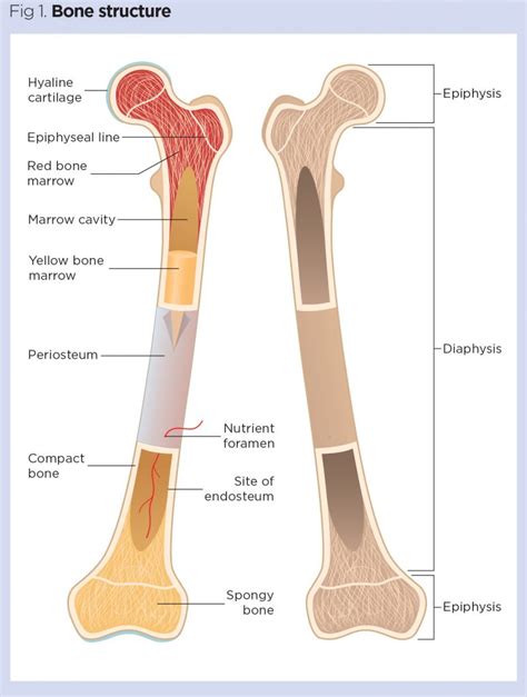 6.4: Bone Structure .